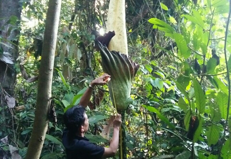  Mekarnya Si Bunga Bangkai Warnai Hari Bakti Rimbawan Ke-38