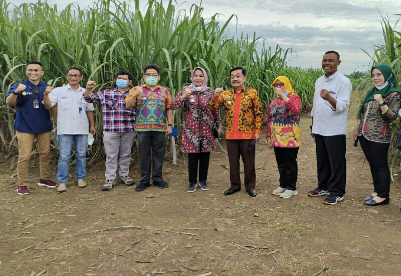  Dinas Perkebunan Lampung Kunjungi Gula Mayang