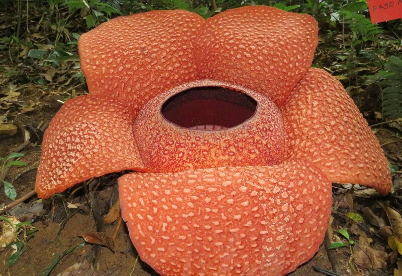  Rafflesia Mekar di Rhino Camp Sukaraja Atas, Kado Hari Bakti Rimbawan Ke-38