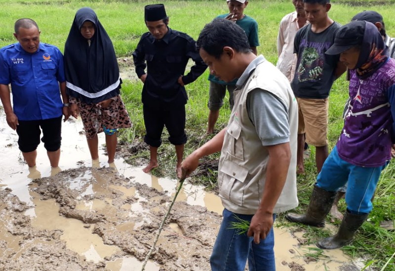  Ketua DPD Nasdem Lampung Selatan Wahrul Fauzi Silalahi Serahkan Bantuan Bibit 1 Ton dan Pupuk ke Petani di Merbau Mataram