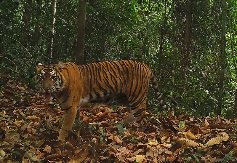  Memaknai Global Tiger Day