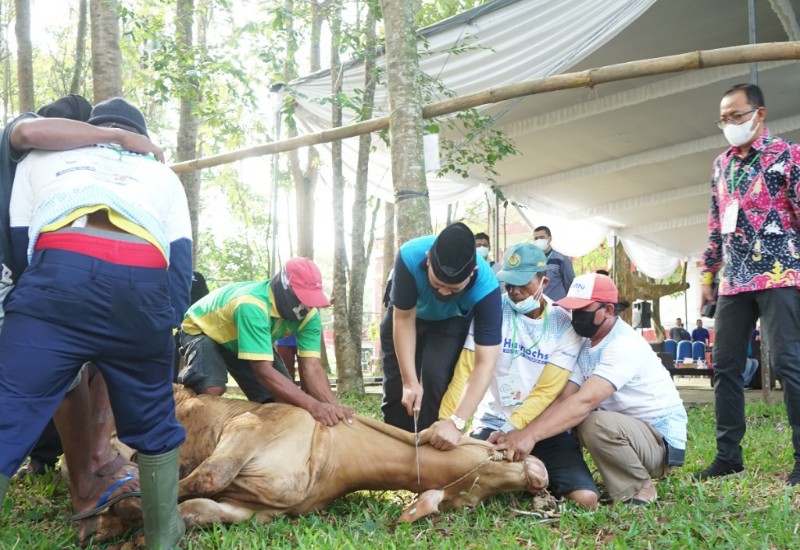  Sembelih 29 Hewan Kurban, Unila Bagikan 2.000 Paket Daging ke Karyawan