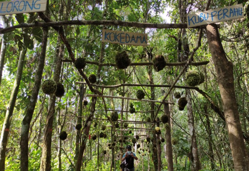 Menikmati Lorong Kokedama di Kubu Perahu TNBBS