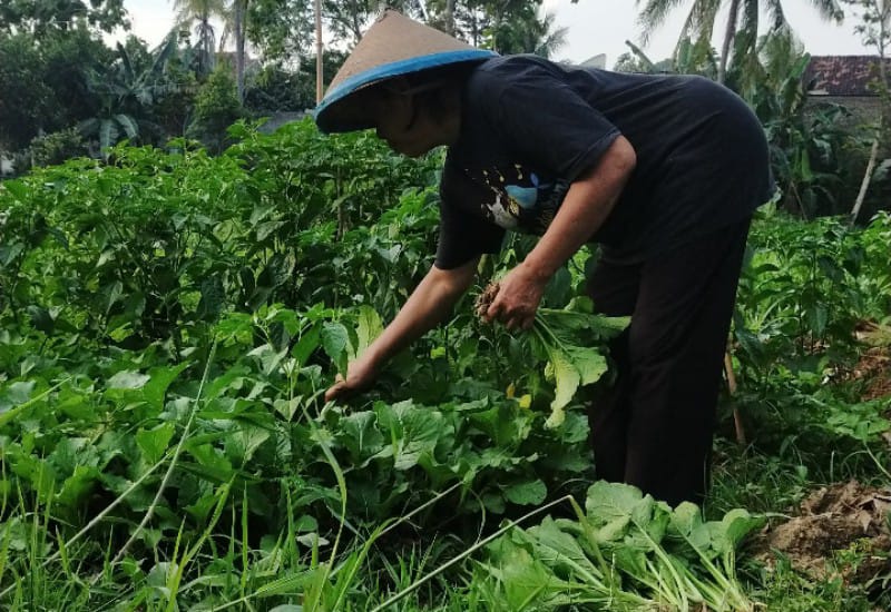  Dari Jualan Sayur Mayur Muryatin Warga Sumberejo Kemiling Antar Anak ke Perguruan Tinggi