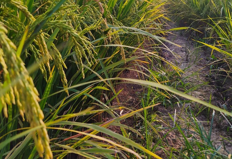  Hama Tikus Tak Terkendali, Petani di Way Sulan Lamsel: Mau Gimana Lagi