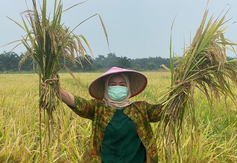  Diguyur Hujan Panen Raya di Sekampung Udik, Dwita Ria Gunadi: Alhamdulillah Tanda-Tanda Petani Makmur
