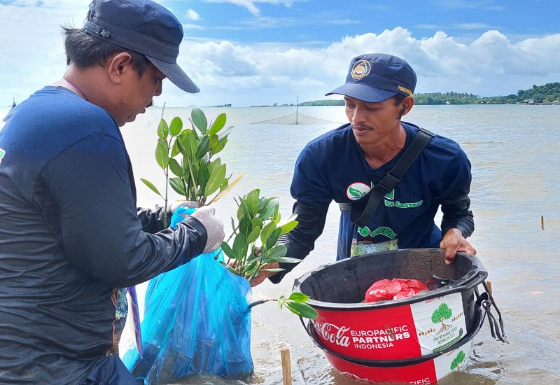 Coca Cola Tanam Bibit Mangrove di Pesisir Pantai Kecamatan Teluk Pandan Pesawaran