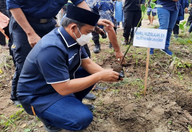  Ketua Partai Nasdem Lampung Selatan Wahrul Fauzi Silalahi Pimpin Penanaman Bibit Mangrove di Bakauheni