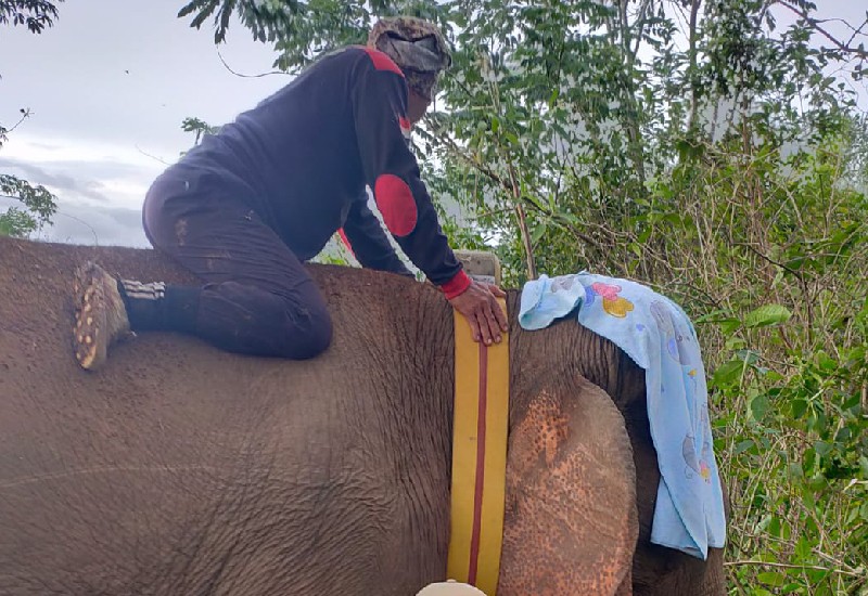  Kawanan Gajah Liar “Bunga” di TNBBS Terpantau Satelit