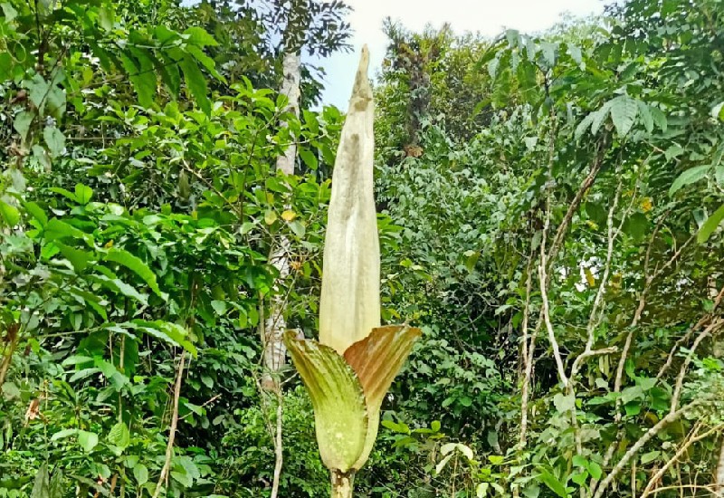  Mekarnya Bunga Tertinggi pada Hari Bakti Rimbawan Ke-39 di Taman Nasional Bukit Barisan Selatan