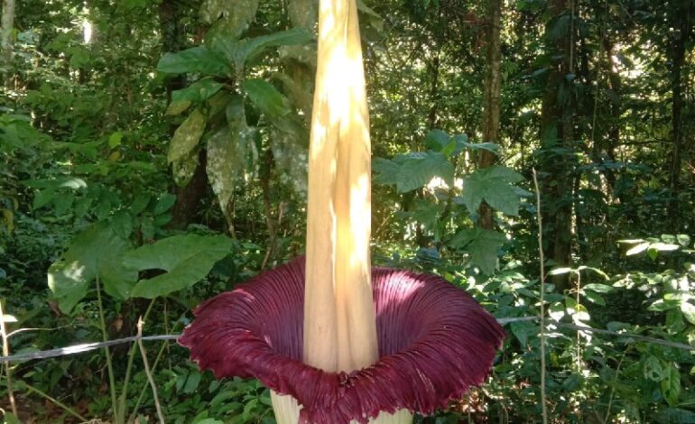  Amorphophallus Titanum Mekar Sempurna di Rhino Camp TNBBS