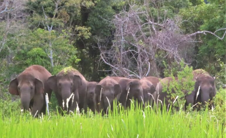  Opini: Payu Beguai Jejama Lestakhiko Gajah Sumatera