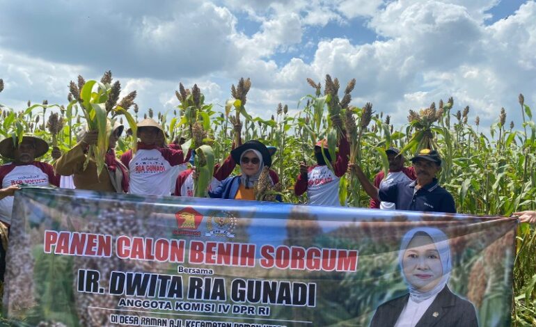  Anggota DPR Fraksi Gerindra Dapil Lampung II Dwita Ria Panen Benih Sorgum Dua Hektare di Lamtim