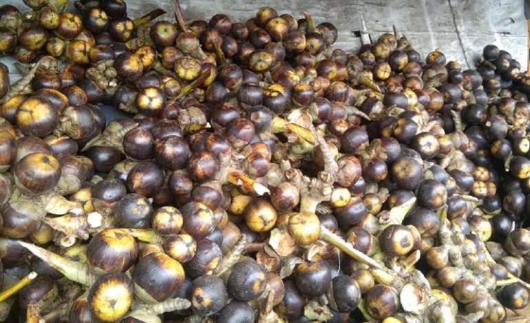  Viral di TikTok, Ini Nasib Buah Lontar di Bandar Lampung
