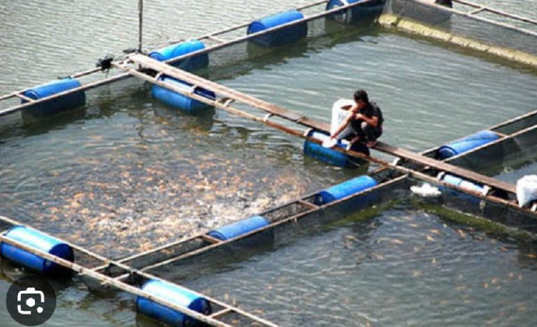  Pemkab Lampung Barat Terbuka Japfa Investasi Rp400 Miliar