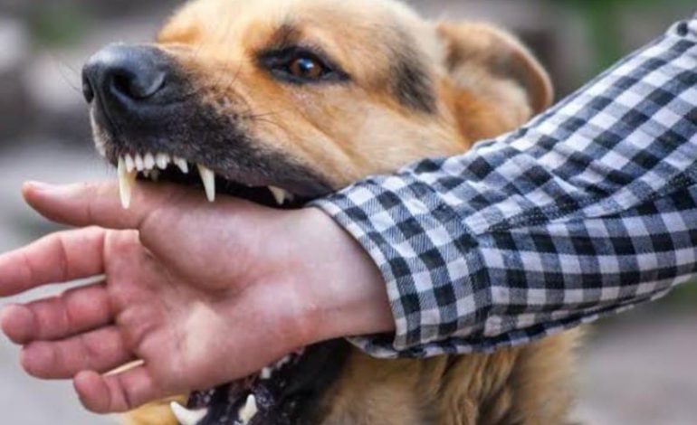  Waspada! Serangan Anjing Liar Makin Sering di Semaka Tanggamus