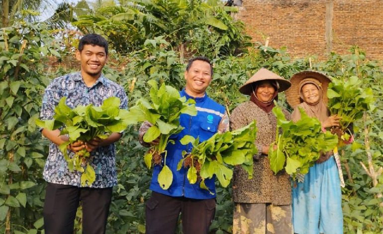  LAZDAI Peduli Borong Hasil Panen Sayur Petani