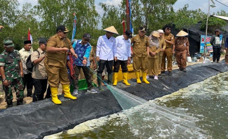  Gubernur Lampung Arinal Djunaidi Panen Udang di Tulangbawang