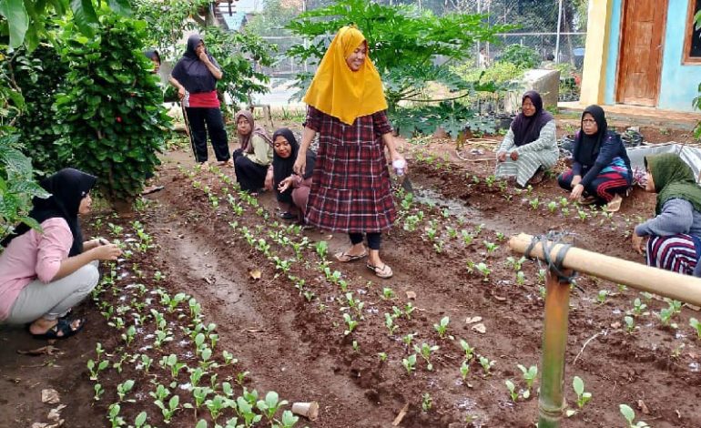  Mahasiswa KKN Unila Bersama Kelompok Wanita Tani Desa Belambangan Tanam Beragam Sayuran