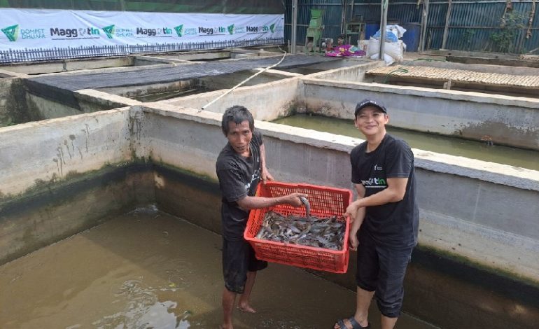  Panen Perdana Ikan Lele di Kandang Maggotin Dompet Dhuafa Lampung