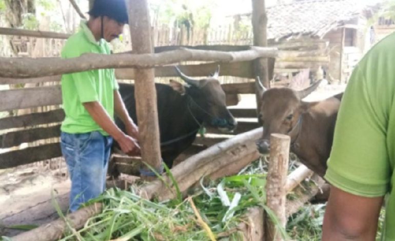 LAZDAI Lampung Salurkan Hewan Kurban sampai Mesuji