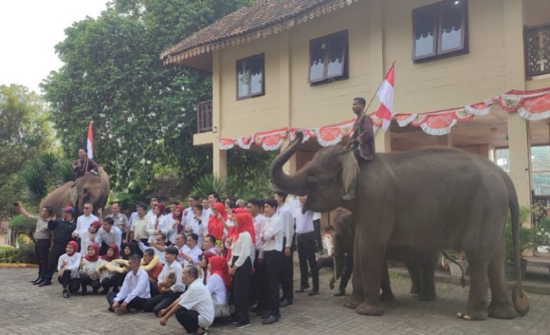  Gajah Sumatera Ikut Meriahkan HUT Ke-79 RI di Taman Wisata dan Satwa Lembah Hijau