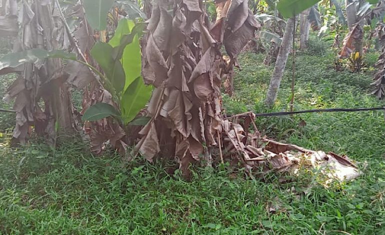  PLN Janji Benahi Kabel Listrik Semrawut Menjuntai Dusun Girang Pekon Sukabanjar Kotaagung Timur