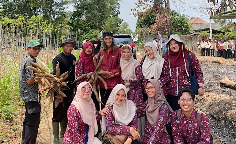  Fakultas Pertanian-Peternakan Umko Panen Ubi Kayu Klon Malalengka di Lahan Kritis