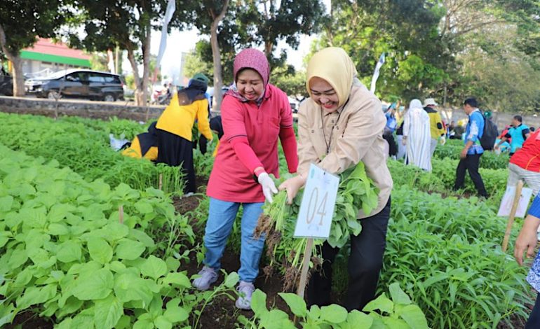  Rektor Unila Panen Raya Sayuran