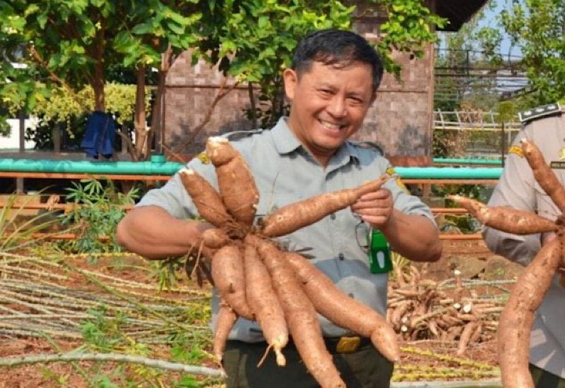  Atasi Polemik Harga Singkong, Ahmad Suryanto Usul Contract Farming