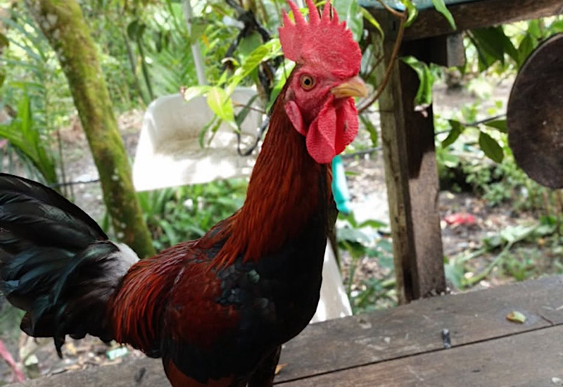 Tentara dan Sabung Ayam