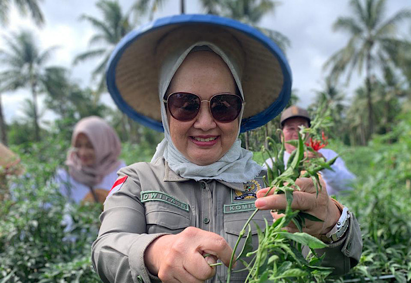  Dwita Ria Gunadi Panen Cabai di Sripendowo, Ajak Semua Pihak Antisipasi Penurunan Harga Saat Panen Raya