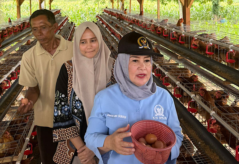  Kawal Program Presiden, Dwita Ria Tinjau Bantuan Ayam Merah Putih di Lampung Timur