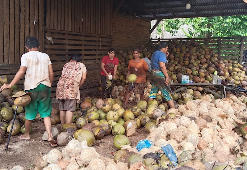  Nyumbat Nyiur di Pekon Walur