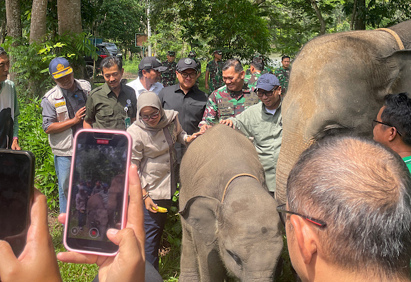  Gubernur Mirza dan Ketua DPRD Lampung Giri Akbar Kunjungi Pusat Pelatihan Gajah, Disambut Nisa Gajah Viral Way Kambas