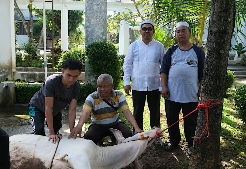  PLN Nusantara Power UP Bandar Lampung Laksanakan Pemotongan Hewan Kurban