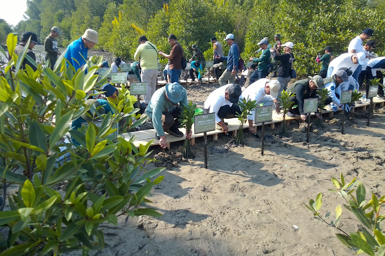  Hari Mangrove Sedunia, Mitra Bentala Dorong Terbitnya Peraturan Desa Lindungi Hutan Mangrove