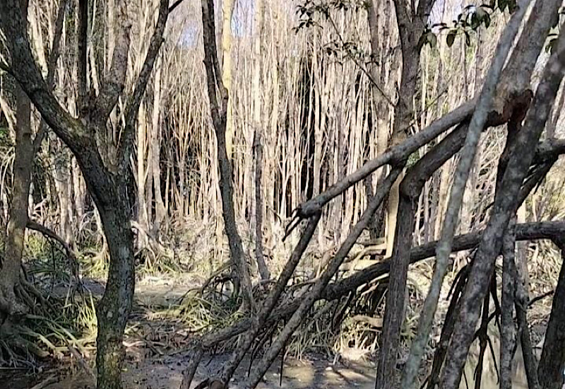 Mangrove Petengoran Desa Gebang Banyak Mati, Mitra Bentala Nilai Belum Ada Tindakan Tegas
